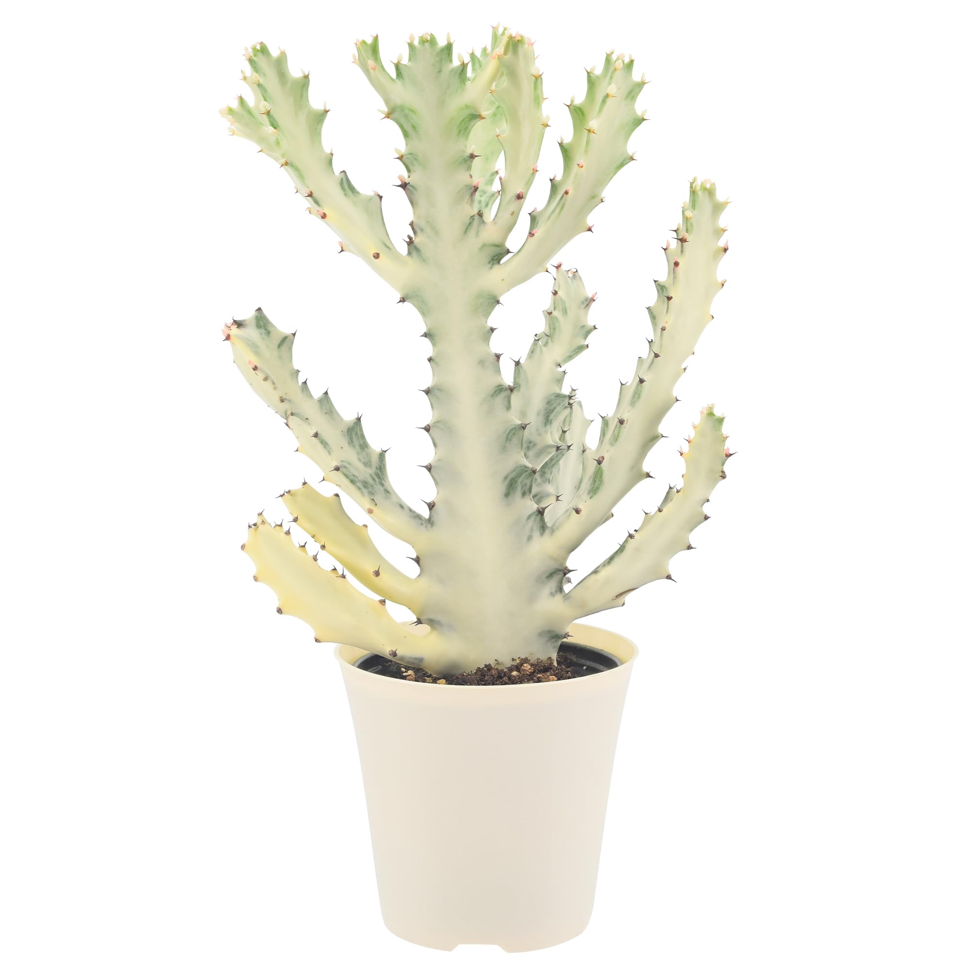 Arcadia White Ghost Cactus