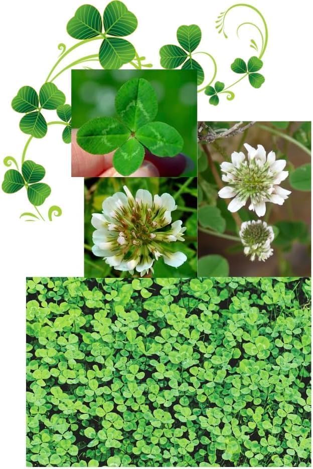 Clover Seed Small Leaf White - 100% Micro Lawn Clover for Overseeding or New Lawns- Fast and Easy Grow - Covers 25 sq m - 100g Pack for UK Gardens