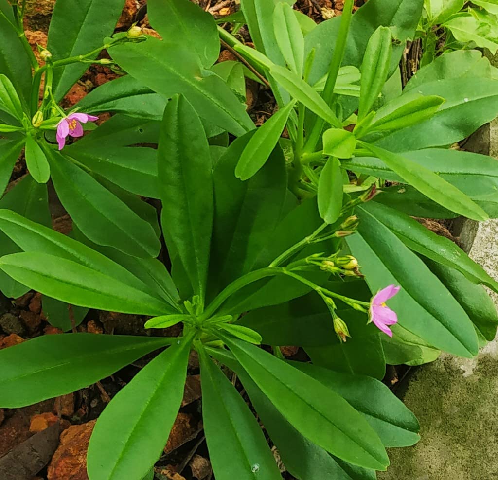 OhhSome Sambar Cheera Spinach (Ceylon Spinach) Very Easy To Grow,Perennial Leafy Vegetable (Healthy Live Plant) (B09QT442GV) Amazon Price History, Amazon Price Tracker