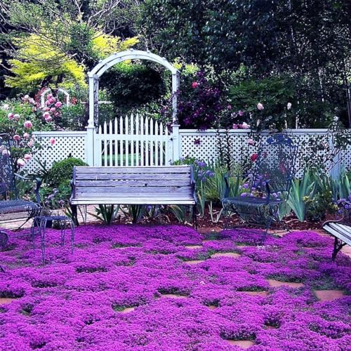 The Lucky Stars 10000+ Magic Purple Creeping Thyme Seeds for