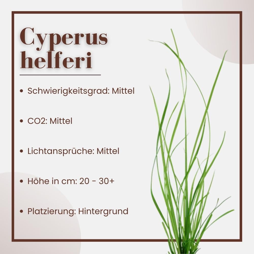 AquaOne Roślina akwariowa Cyperus helferi I roślina wodna, roślina akwariowa, rozłogi w pełni zakorzenione, łatwa w pielęgnacji, dekoracja Aquascaping