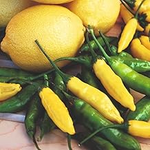 Pepper Chilli Peruvian Lemon Drop Exotic Hot Yellow Chilli with Fruity Citrus Flavour Perfect for Garden or Patio 1 x Seed Packet by Thompson and Morgan