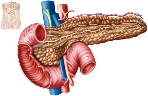 Posterazzi PSTSTK700214H - Póster de anatomía del páncreas, 17 x 11