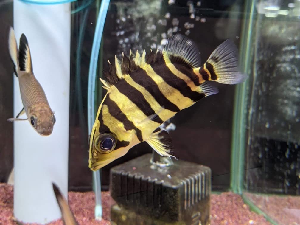 Amazon | TORIMATE（トーリーメイト）ダトニオプラスワン3-5cm大型魚 