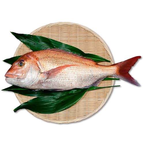 啪Y ^ { 2kg  {B 啪sݒns cY hgp N Mtg CNO