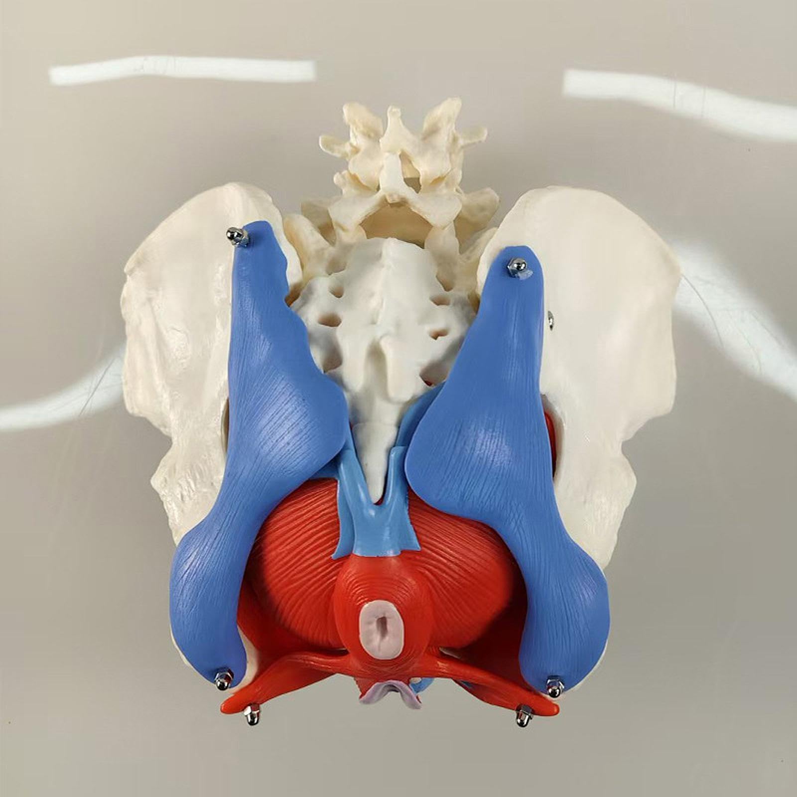 Modelo Pélvico Femenino para Matronas en Formación Obstétrica Y Ginecológica.