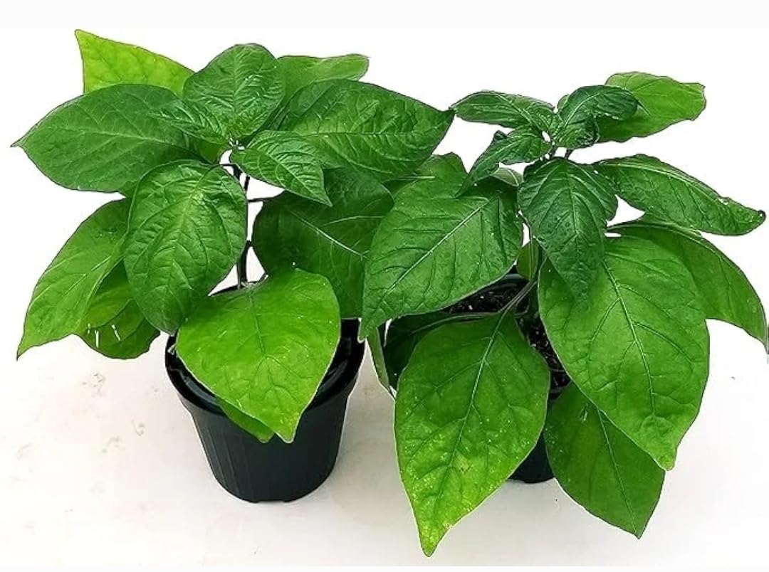 POWERS TO FLOWERS - PEPERONCINO PICCANTE DIAVOLO CALABRESE, 2 PIANTE, Vaso 10cm, piante vere
