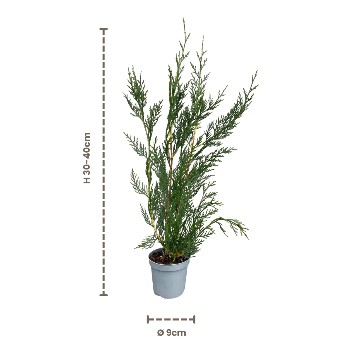 My Green Help - cyprys Leyland - 16 doniczkowych roślin żywopłotowych Ø9 cm, wysokość ok. 30 cm - zestaw żywopłotu zimozielonego 9 metrów liniowych - Cupressocyparis leylandii 2001, szybki wzrost