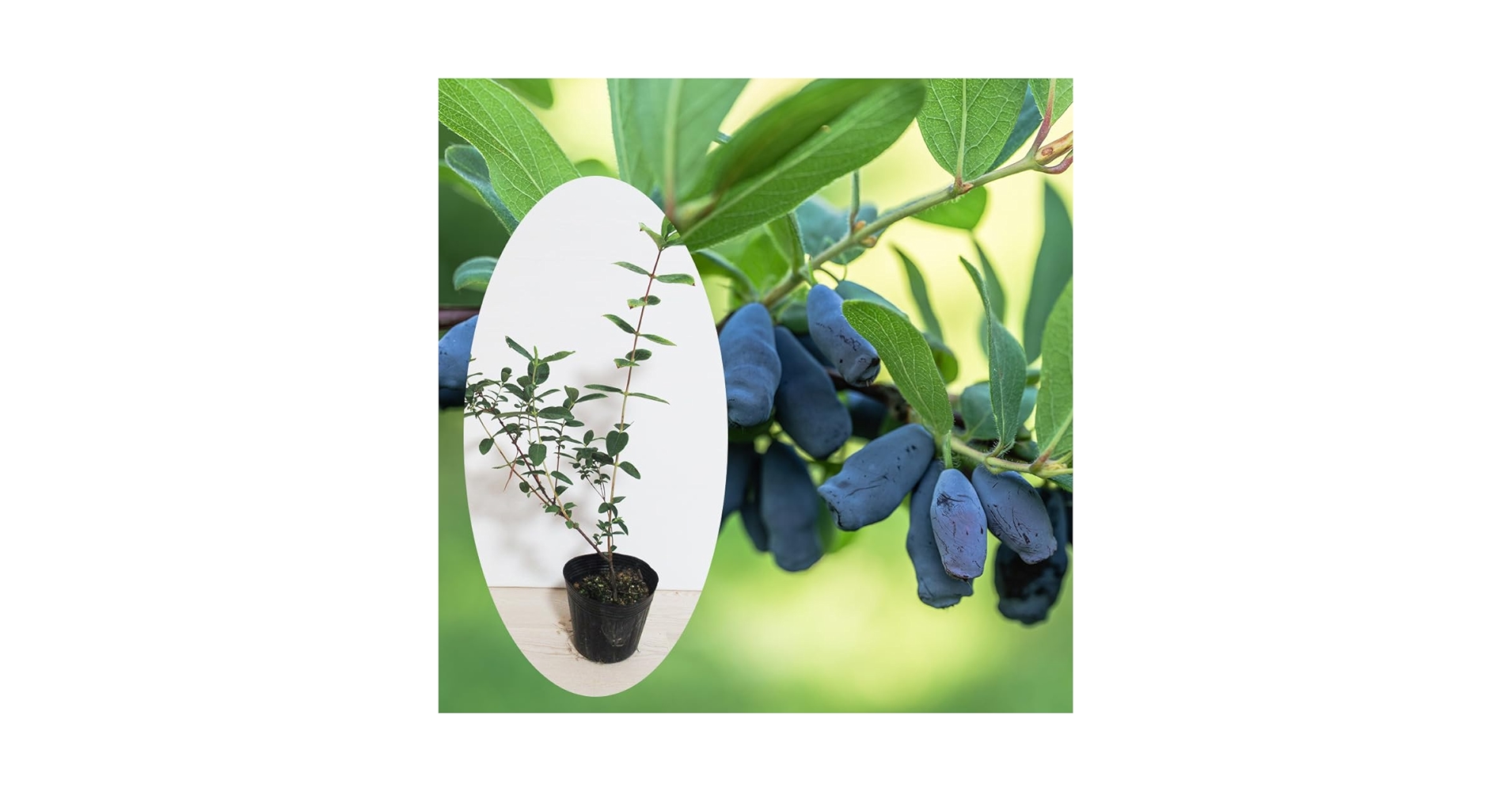 北の蝦夷ハスカップ　原種苗木　60センチ 北の蝦夷ハスカップ 原種苗木 60センチ