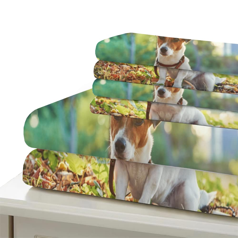 Set Copripiumino Matrimoniale 240x220 Jack Russell Terrier Stampa 3D, Microfibra Morbida Con Federa 50x80, Cerniera Nascosta