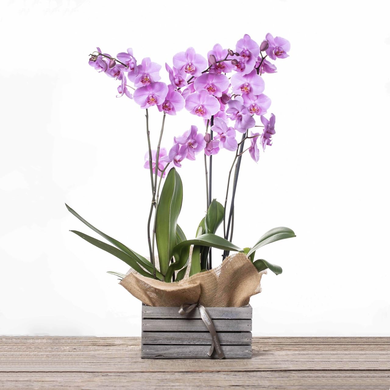 AMBORELLA | Centro de plantas en caja de madera con dos plantas de orquídeas. | Entrega Rápida y Cuidada | Con Tarjeta de Dedicatoria Personalizada | Ideal para Regalo Sorpresa | Flores a Domicilio