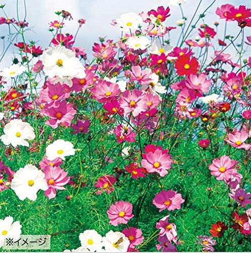 コスモス様 リクエスト 2点 まとめ商品 コスモ様 リクエスト 2点 まとめ商品 - メルカリ