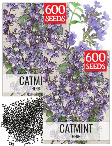 Seed Needs Catmint Seeds to Plant Heirloom Non-GMO Herbs 2 Packs