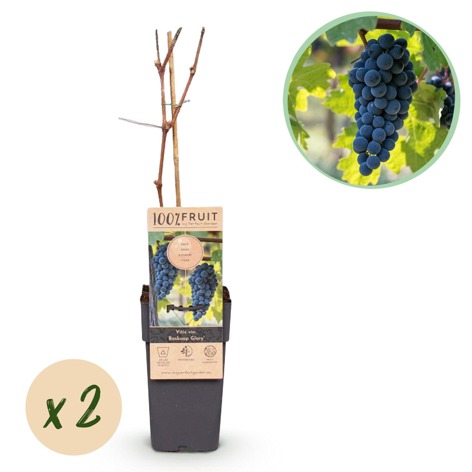 Winorośl – niebieskie winogrona – Vitis vinifera Boskoop Glory – 2 rośliny – roślina owocowa – doniczka 15 cm wysokość 50 cm