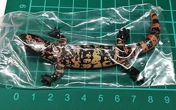 Amazon.co.jp: アメリカドクトカゲ 原色爬虫類トカゲ図鑑