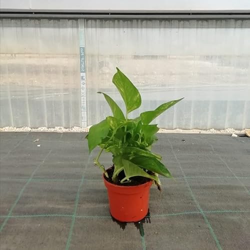 PianteWeb pw-pothos-12