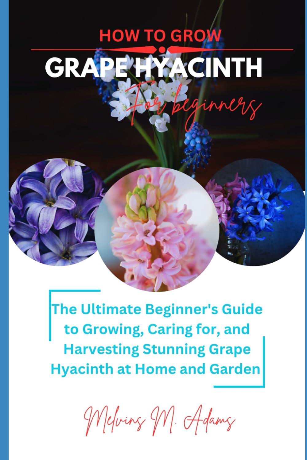 How to grow Grape Hyacinth flower for beginners: The Ultimate Beginner’s Guide to Growing, Caring for, and Harvesting Stunning Grape Hyacinth at Home and garden