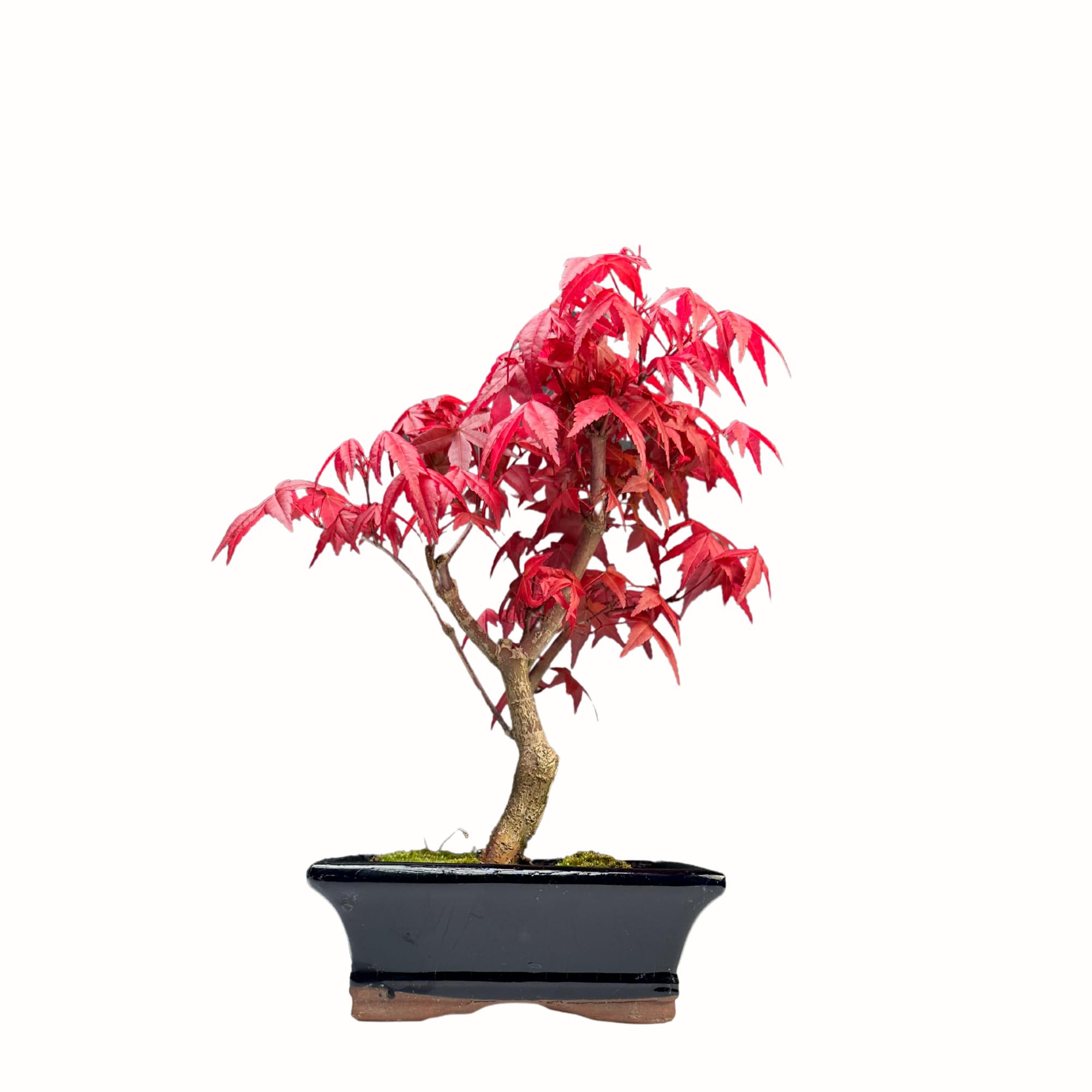 Bonsai DE - Bonsai baum Japanischer Fächerahorn - Acer (Ahorn) bonsai bäume/Japanische Ahorne/baum ist 25-30 cm hoch (Deshojo P15)