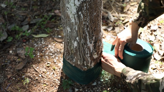 4 Rouleaux De Toile De Jute Pour Arbre De Jardin, Bandage De Protection