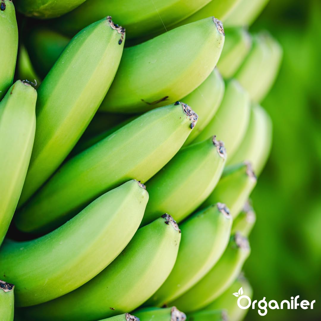 Fertilizante Líquido Para Banano - 3x1L - NPK 2-1-8 | Fertilizante Para Plantas Robustas Y Hojas Sanas - Favorece Raíces Y Vitalidad - Organifer
