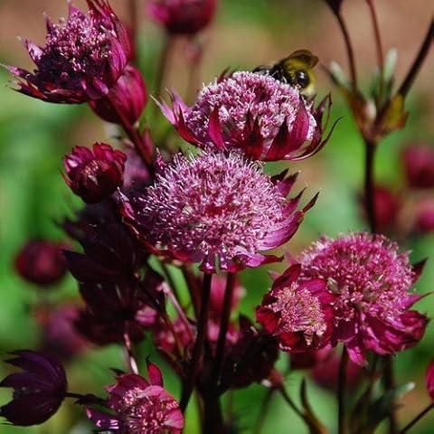 Plant World Seeds - Astrantia Major 'Ruby Wedding Series' Seeds (Perennial Flower Seeds) Cover