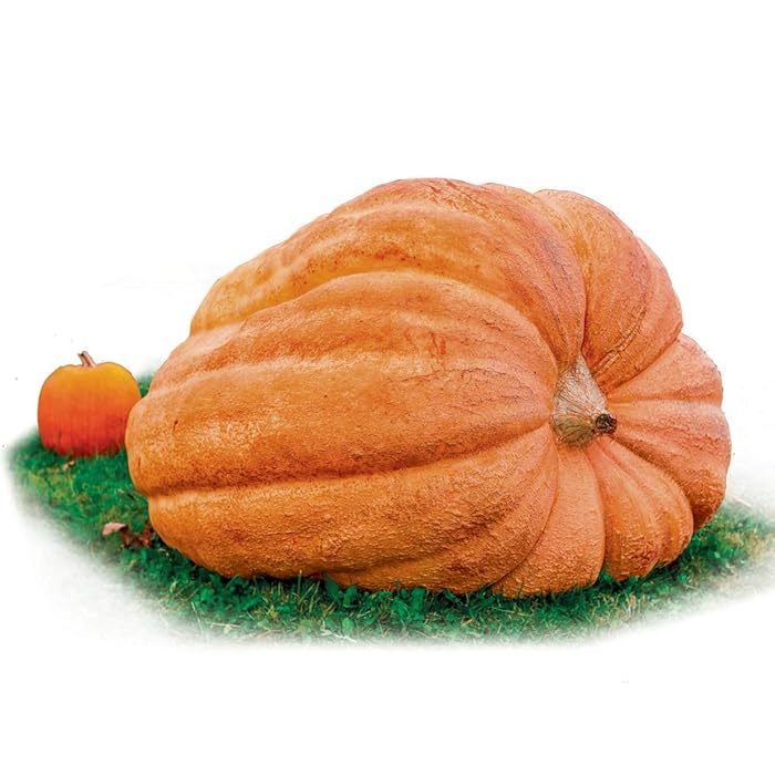 Buy Park Seed Dill's Atlantic Giant Pumpkin Seeds Large Pumpkins