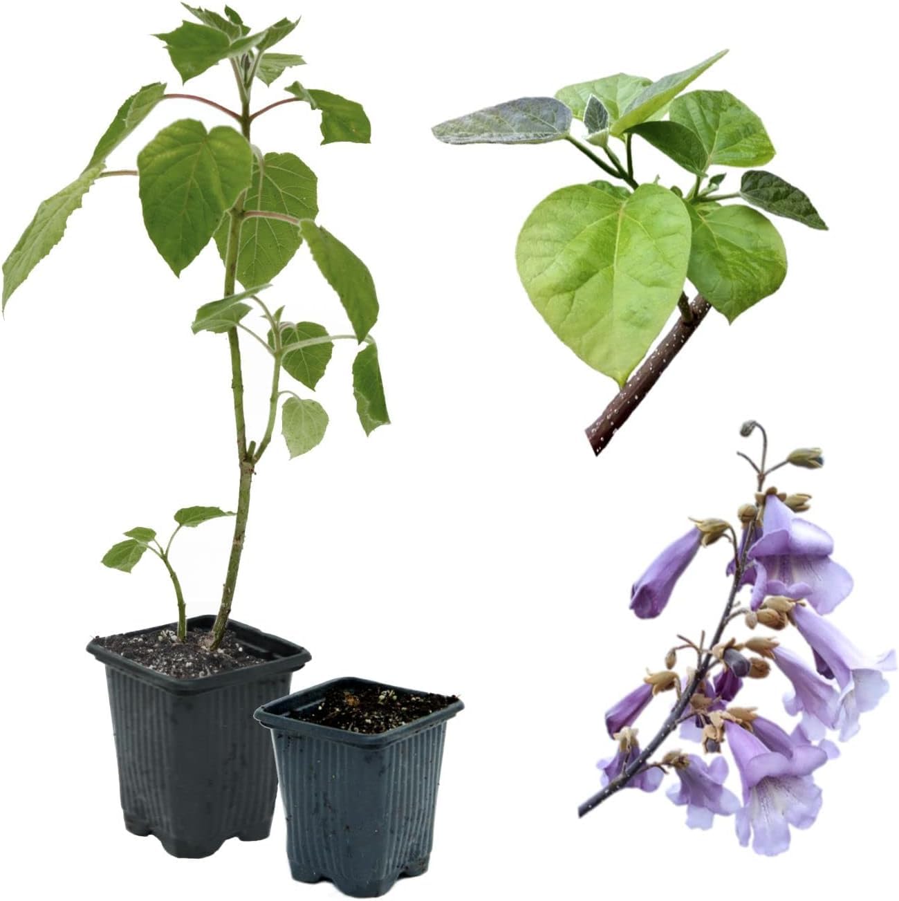 Paulownia Kayashi Baum - Winterharter Superhybrid Für Schnelles Wachstum