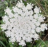 Queen Anne's Lace- 200 Seeds - 50 % off sale