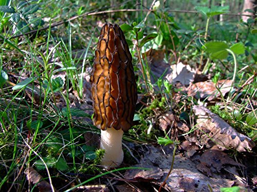 Seeds Morel Black Mushroom Mycelium Spawn Grow Bonsai Dried Spores for Planting Non GMO