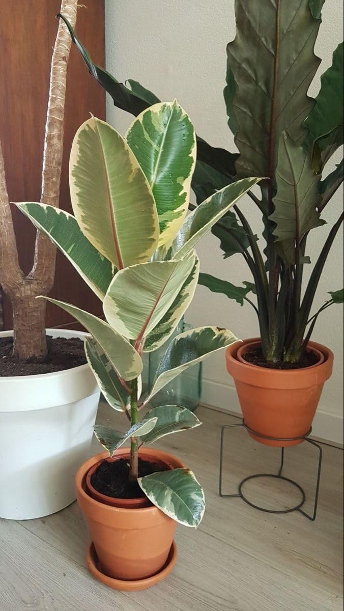 Ficus Elastica Tineke – Variegated Rubber Plant with White & Green Leaves, Live Indoor Plant low maintenance Healthy plants-image-5