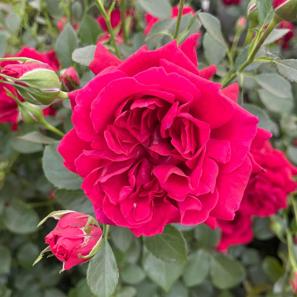 Yougarden Red Harkness Rose 'Times Past' ®, Floribunda 4 Litre Pot Blooms Strong Fragrance