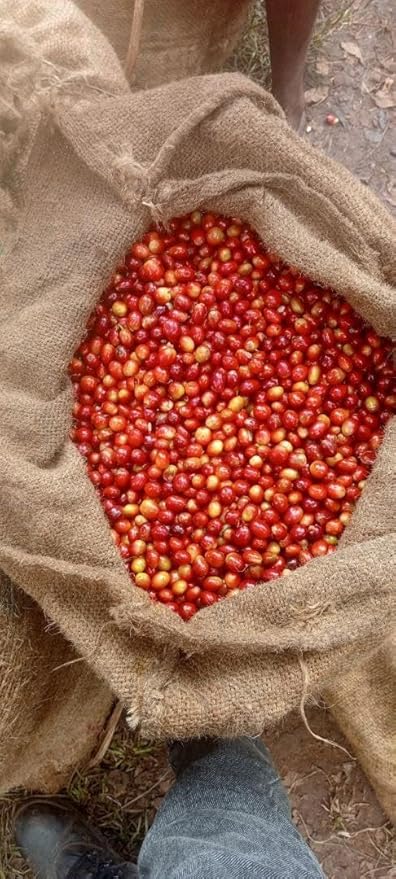 Café en Grano Etiopía Yirgacheffe Grado 1 Premium Tostado 340g miniatura 12