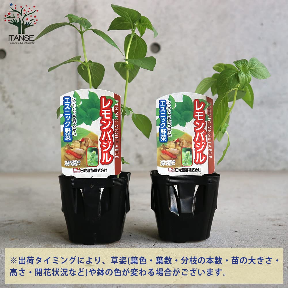 Amazon.co.jp: ハーブ苗 レモンバジル 9cmポット 2個セット【品種で