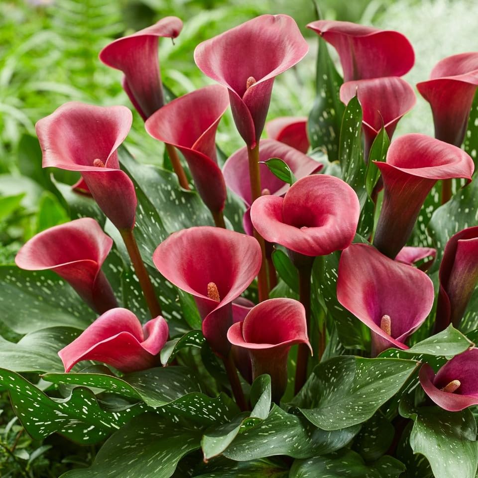 Votaniki Calla Lily Valencia - Long Lasting Blooms, Perennial Calla Lily Bulbs for Ready to Plant | Heat and Drought Tolerant, Red Calla Lily, Summer