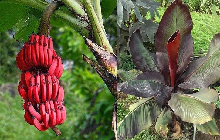 Green view" Rare Live Plant Kerala Red Banana Also (Kerala Red Banana) All Season Variety(1 Healthy Live Well Rooted Fruit Original Tissue Culture Plant)" In Nursery Grow Bag (B0CJ8W18H7) Amazon Price History, Amazon Price Tracker
