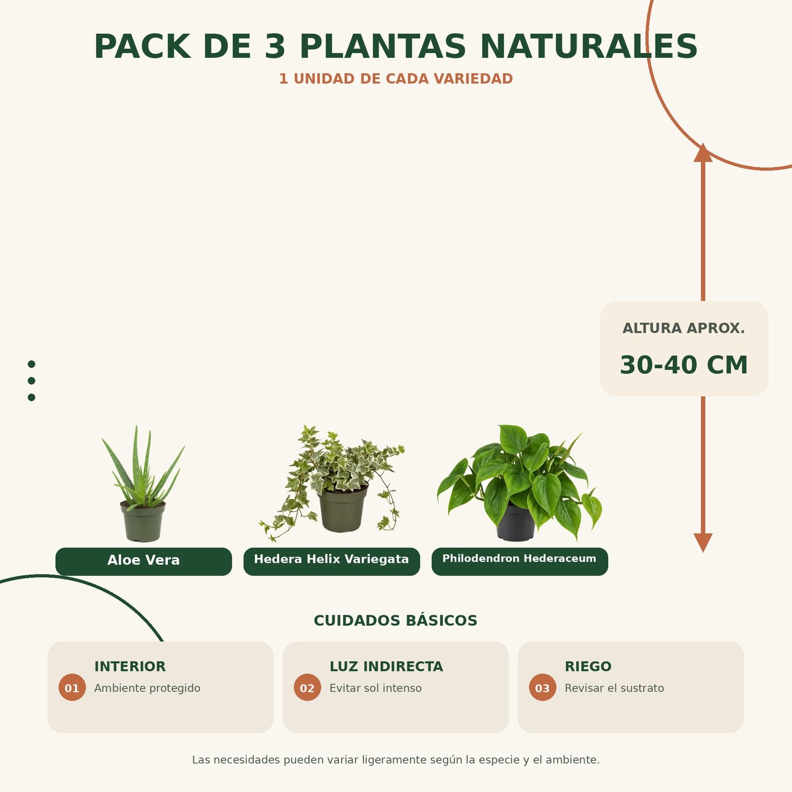 Pack 3 Plantas DECOALIVE: Sábila, Hiedra Variegada y Filodendro Verde