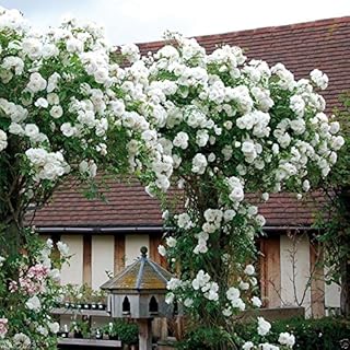 Climbing Rose Seeds, WHITE FLOWERS, Perennials , fence, pillar, shed