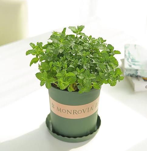 Miniatura 4 de Más de 300 semillas de menta para plantar Mentha variedad de hierbas sin OMG para culinaria