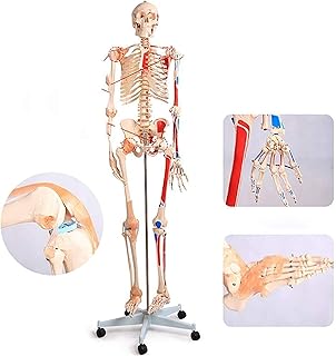 Anatomy Model, Human Torso Model 180 cm Skeleton Anatomy Model Painted and Numbered Muscle Insertion and Origin Points with Ligaments and Nerves for Medical Anatomy Anatomical Model for Medi