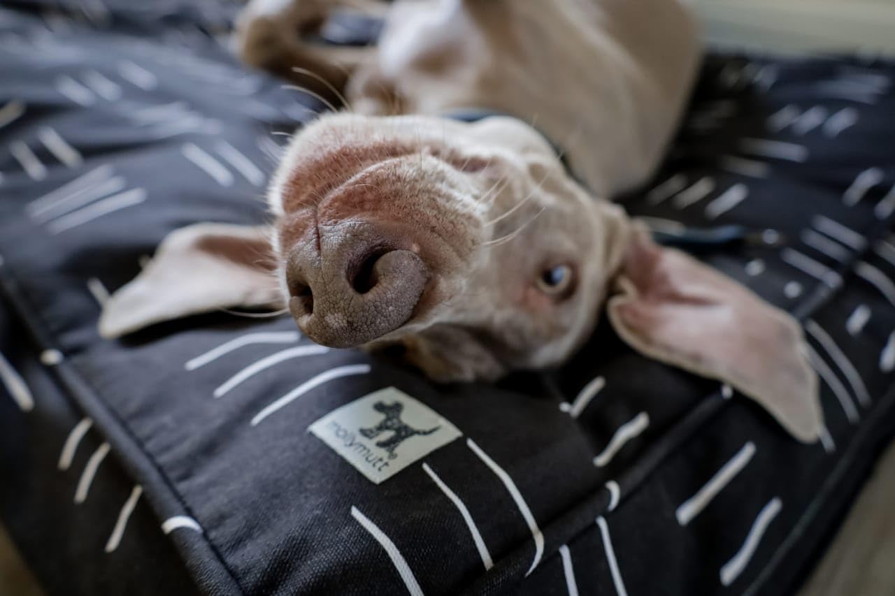 Molly Mutt Funda de Cama para Perro Mediana a Grande – Dreams – Mide 27 x 36 x 5 Pulgadas – 100% algodón – Duradera, Transpirable – sostenible – Funda de Cama para Perro Lavable a máquina