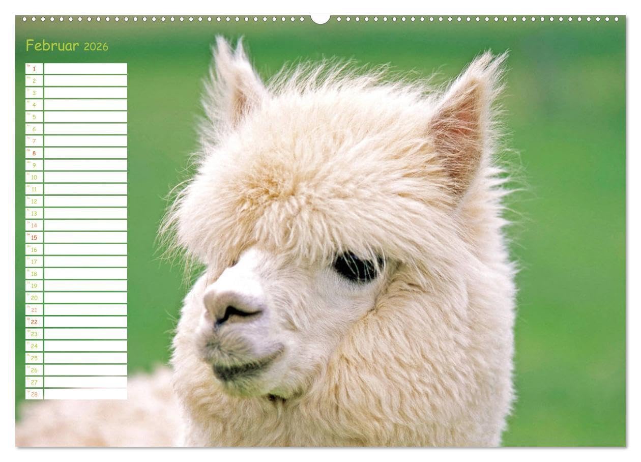 Alpakas: Wollige Kleinkamele aus Südamerika - Edition lustige Tiere (hochwertiger Premium Wandkalender 2026 DIN A2 quer), Kunstdruck in Hochglanz: ... Wuschelköpfe aus den Anden (CALVENDO Tiere)