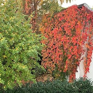 Garten Schlüter Wilder Wein Fünflappig Selbstkletternd 10m