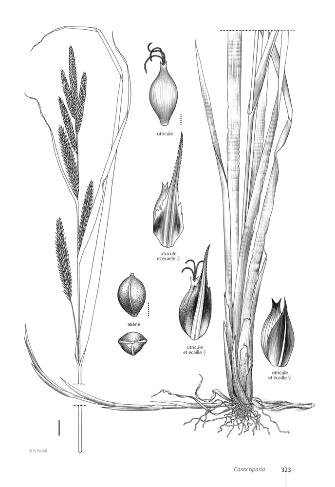 Carex de France