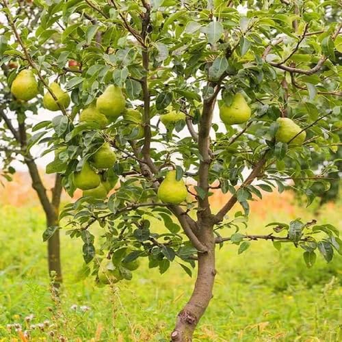 50pcs Green PEAR Tree Seeds