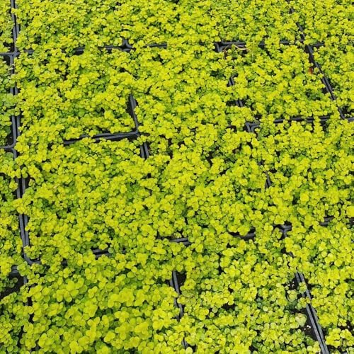 LysimachiaNummulariaSamen,stauden winterhart mehrjährig，schnell wachsender bodendecker winterhart mehrjährig 50pcs