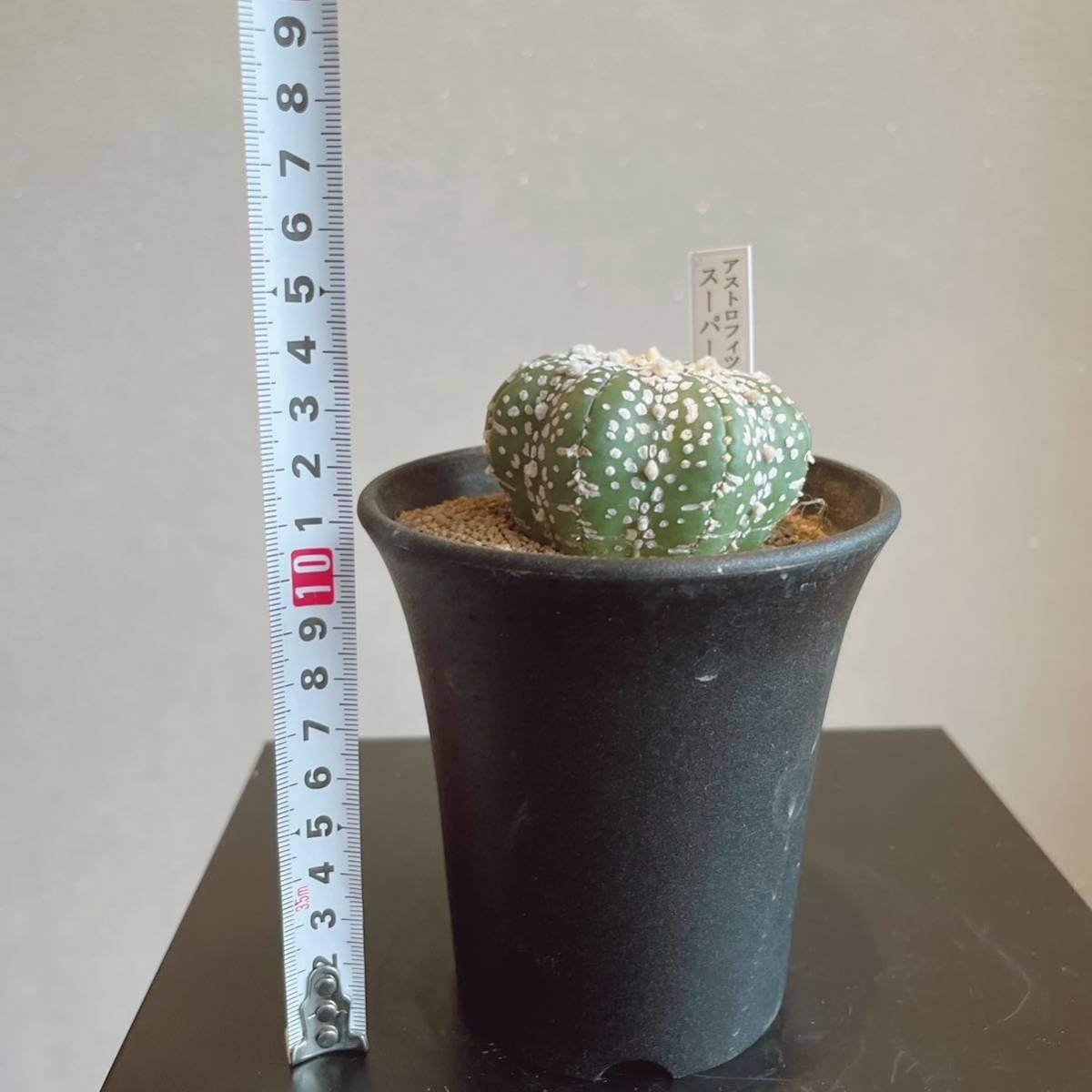 Amazon.co.jp: 多肉植物 アストロフィツム スーパーカブト 兜 約3号