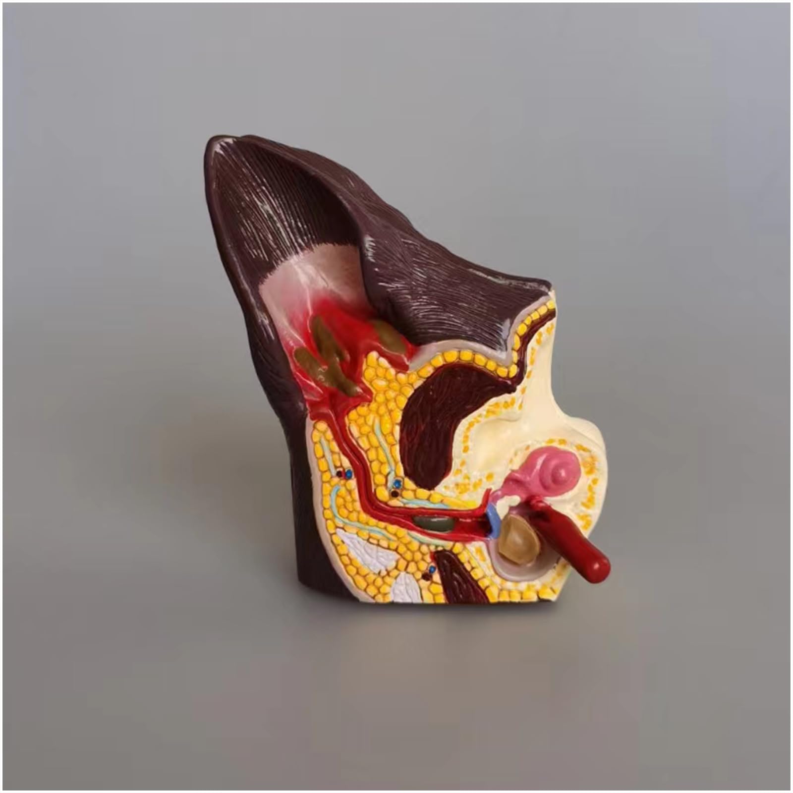 Model ucha psa Anatomia - Anatomiczny model ucha 3D - do szpitala dla zwierząt domowych Materiały edukacyjne Prezenty, mięso, 20 cm