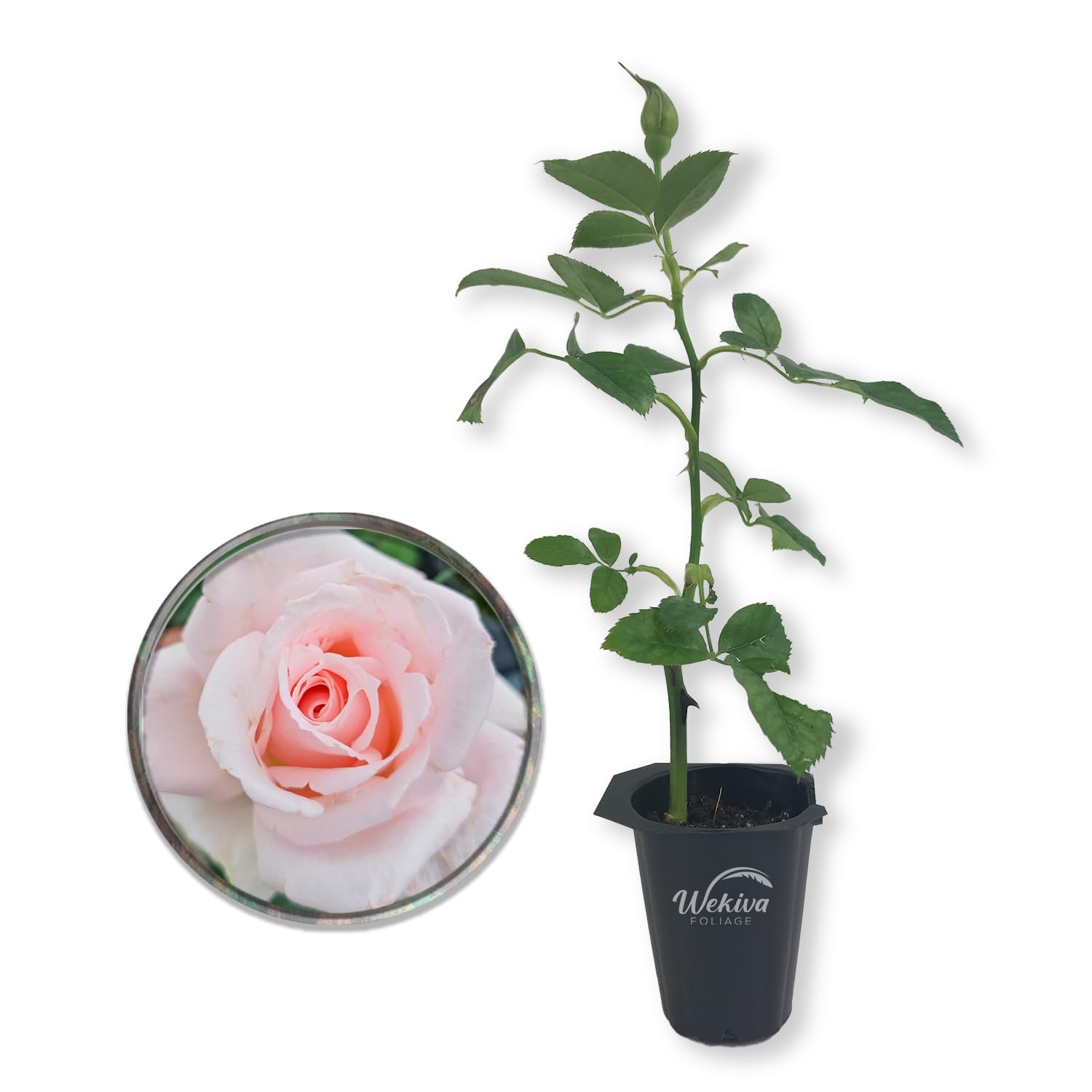 Amazon.com : Brides Dream Rose Bush - Live Starter Plant in a 2
