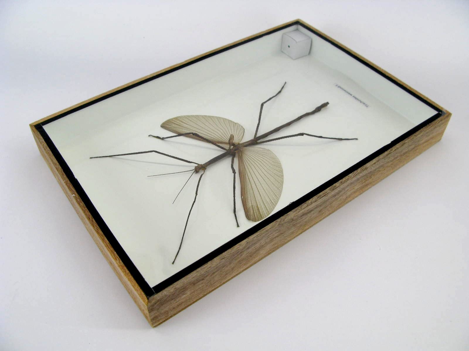 Echte präparierte und riesige Insekten, Cicaden und Krabbler im Schaukasten aus Holz hinter Glas … (Tirachoeda westwoodi m.)