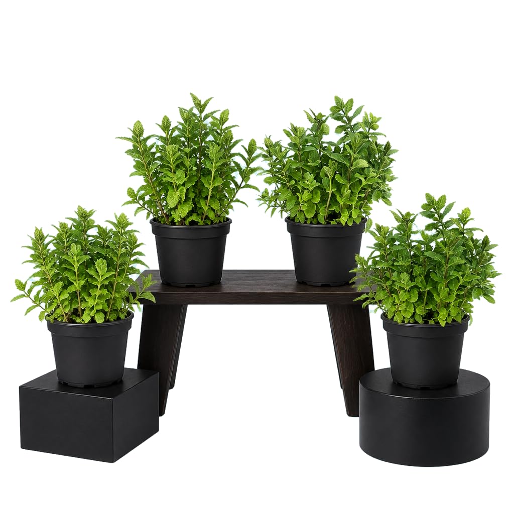 Menta para Mojito Mentha Spicata | Pack de 4 Flores | 25-30 cm de Altura | para Cocina Luminosa | DECOALIVE